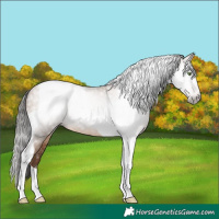Horse Color:Gray Amber Champagne Tobiano Appaloosa 