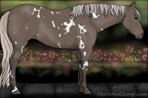 Horse Color:White Spotted Silver Black Rabicano 
