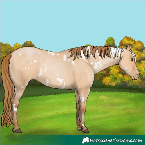 Horse Color:White Spotted Bay Pearl Dun 