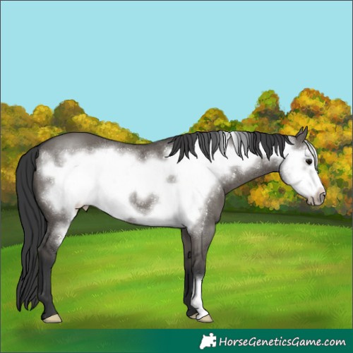 Horse Color:Grullo Frame 