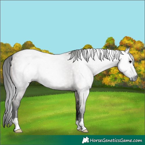 Horse Color:Gray Grullo 