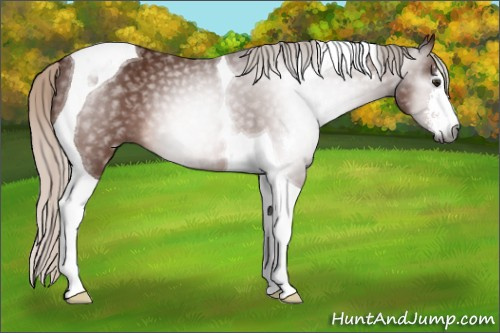 Horse Color:Gray Silver Bay Sabino Tobiano 
