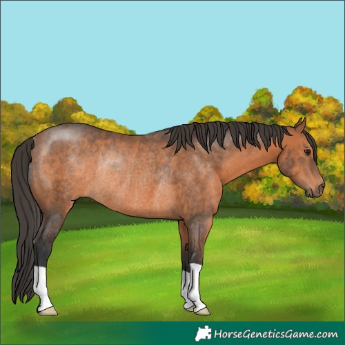 Horse Color:Bay Rabicano 