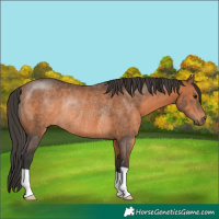 Horse Color:Bay Rabicano 