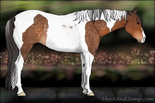 Horse Color:Buckskin Tobiano Rabicano 