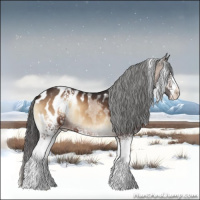 Horse Color:White Spotted Bay Onyx Appaloosa