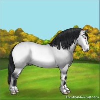 Horse Color:Bay Chinchilla Onyx Rabicano