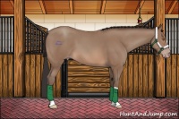 Horse Color:Sable Champagne 