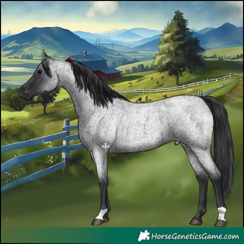 Horse Color:Blue Roan 