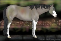 Horse Color:Grullo Sabino 