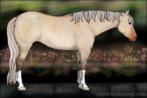 Horse Color:Silver Bay Dun Rabicano 