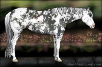 Horse Color:Black Sabino