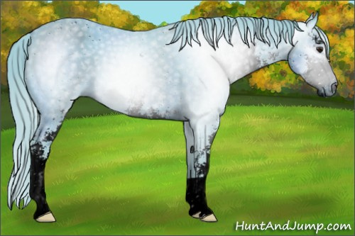 Horse Color:ERROR: UNKNOWN ANOMALY