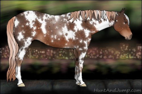 Horse Color:White Spotted Liver Chestnut 