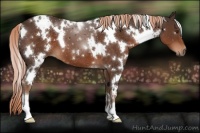 Horse Color:White Spotted Liver Chestnut