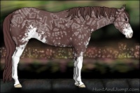 Horse Color:Chocolate Black Ice Sabino 