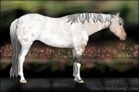 Horse Color:White Spotted Brown Dun Appaloosa 