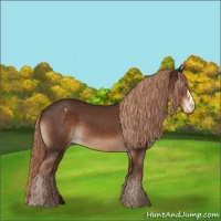 Horse Color:Liver Chestnut Appaloosa 
