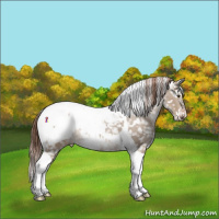 Horse Color:Liver Red Dun Tobiano Appaloosa 