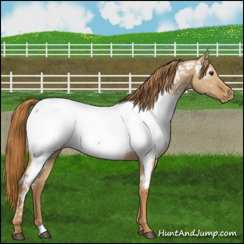Horse Color:Red Dun Appaloosa 