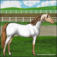 Horse Color:Red Dun Appaloosa 