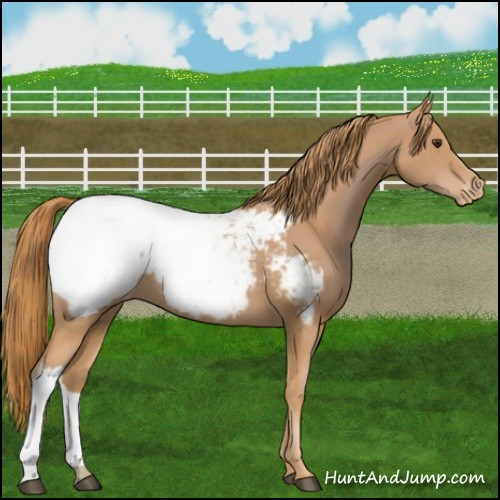 Horse Color:Chestnut Appaloosa 