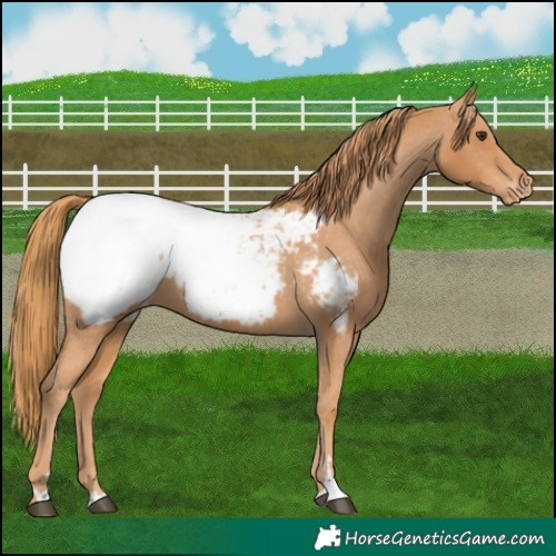 Horse Color:Chestnut Appaloosa 