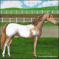 Horse Color:Chestnut Appaloosa 