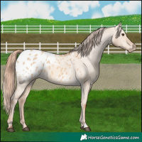Horse Color:Red Dun Appaloosa 