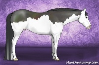 Horse Color:Black Sabino Splash 