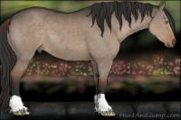 Horse Color:Liver Red Dun 