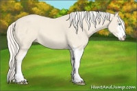 Horse Color:Cremello Sabino