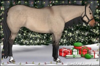 Horse Color:Brown Dun 