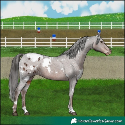 Horse Color:White Spotted Liver Chestnut Blanket 