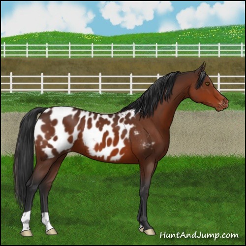 Horse Color:Brown Near Leopard