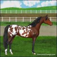 Horse Color:Brown Appaloosa 