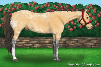 Horse Color:Buckskin Ice Sabino 
