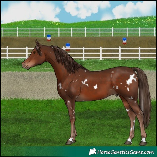 Horse Color:White Spotted Liver Chestnut