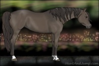 Horse Color:Smoky Black 
