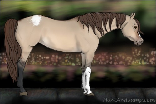 Horse Color:Brown Dun Appaloosa 