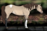 Horse Color:Brown Dun Appaloosa 