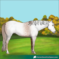 Horse Color:Gray Gold Champagne Rabicano