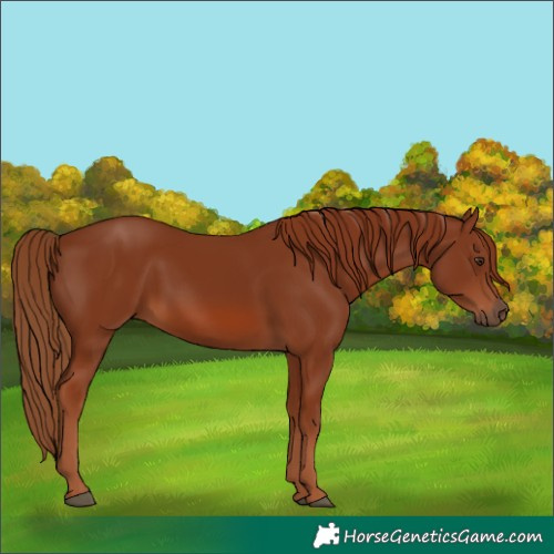Horse Color:Chestnut Rabicano