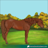 Horse Color:Chestnut Rabicano 