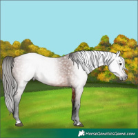 Horse Color:Unknown 