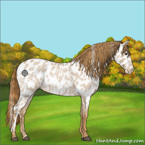 Horse Color:Red Roan Near Leopard