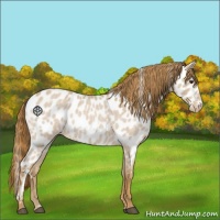 Horse Color:Red Roan Near Leopard 