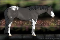 Horse Color:Black Sabino Appaloosa 