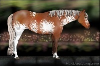 Horse Color:White Spotted Silver Brown Sabino Rabicano 