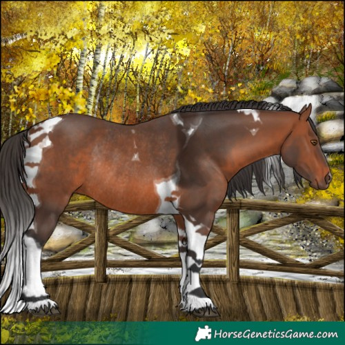 Horse Color:Bay Tobiano Rabicano 